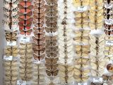 a lot of butterflies that are on display in a box