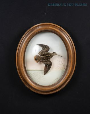 an image of a framed picture of a bird flying through the air