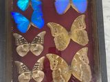 a picture of a display of butterflies in a shadow box