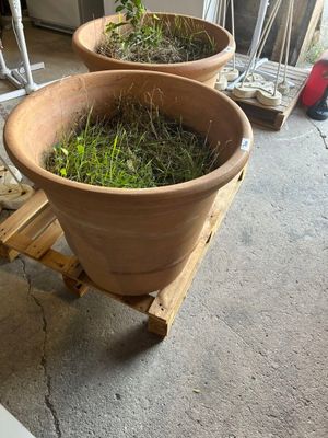 trois grands pots en terre cuite remplis d'herbe, posés sur une palette
