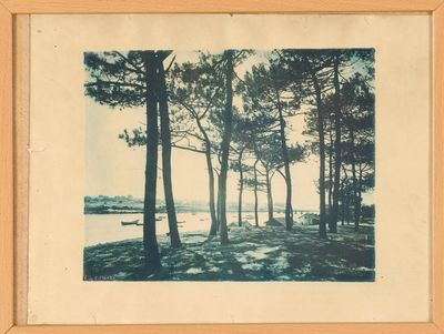 une image représentant une photo en noir et blanc d'arbres