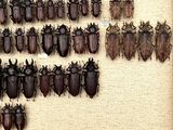 a lot of beetles that are hanging on the wall