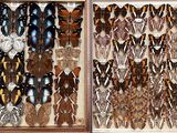 de nombreux types de colliers exposés dans une vitrine