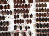 a lot of bugs that are on display on the wall