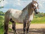 un cheval qui se tient debout sur un chemin de terre