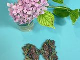 purple flowers in a vase and a pair of earrings on a blue surface