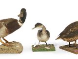 trois canards qui se tiennent les uns à côté des autres