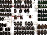 a lot of beetles that are on display on the wall