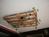 a wooden pallet with plants hanging from it ' s ceiling