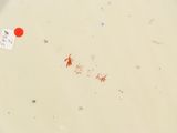 a white plate with a red dot on the side of it