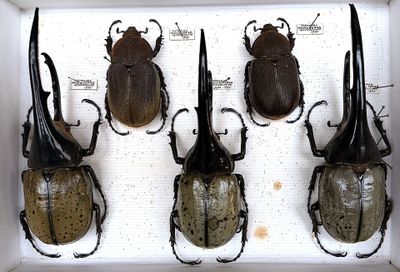 four beetles in a white box on a white surface