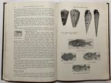 an open book with pictures of fish and shells on it