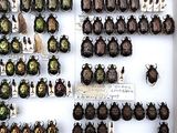 a lot of beetles that are on display in a case