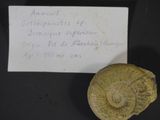 a piece of paper with writing on it next to a fossil