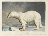 a polar bear that is standing on a piece of ice