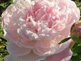 une fleur rose qui fleurit dans le jardin