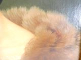 un chat allongé par terre