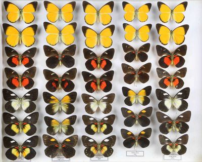 un gros plan sur une exposition de papillons dans une vitrine en verre