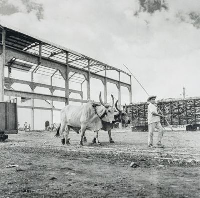 André GAMET (1919-2017) Amérique latine. Jeune garçon aux bu…