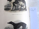 un livre ouvert à la page où figure l'image d'un chien et d'un chat