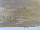 drawing of a horse drawn on a piece of paper with writing on it