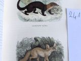 deux illustrations représentant une belette et un renard dans un livre