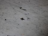 a black and white photo of a dog paw on a marble floor