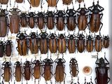 a lot of beetles that are hanging on the wall