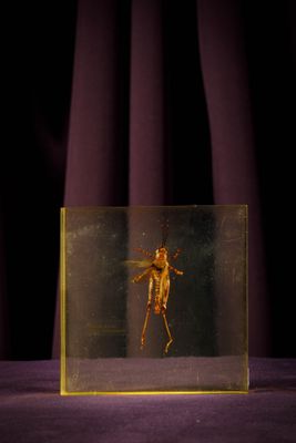 un insecte dans une boîte en verre posée sur un tissu violet