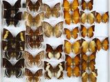 de nombreux papillons exposés dans une vitrine