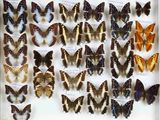 de nombreux types de papillons exposés dans un cadre blanc