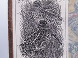 a picture of a picture of a bird in the grass