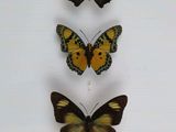 trois papillons dans une vitrine posée sur une surface blanche