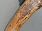a close up of an elephant ' s tusk on display