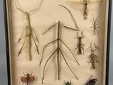 a picture of a display of insects in a shadow box