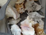 un sac rempli de coquillages posé par terre