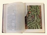 an open book with a picture of a plant inside of it