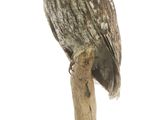 a small owl sitting on top of a tree branch