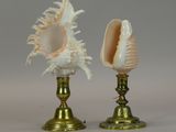 two seashells sitting on top of each other on a table