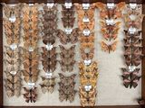 many different types of moths on display in a wooden frame