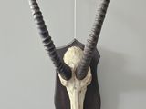 an antelope head mounted on a wall with long horns