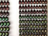 two rows of colorful beetles in a white box