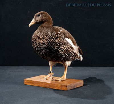 a duck that is standing on a wooden platform