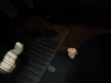 a small white dog sitting on the floor of a car