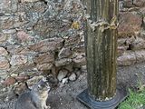 un chat assis à côté d'une fontaine à eau
