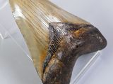 fossil shark tooth in a clear display case on a white surface