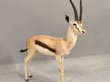une petite antilope debout dans une pièce aux murs gris