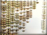 a lot of butterflies that are on display in a white box