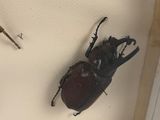 two bugs that are sitting in a glass case