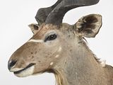 a large antelope with long horns on a white background